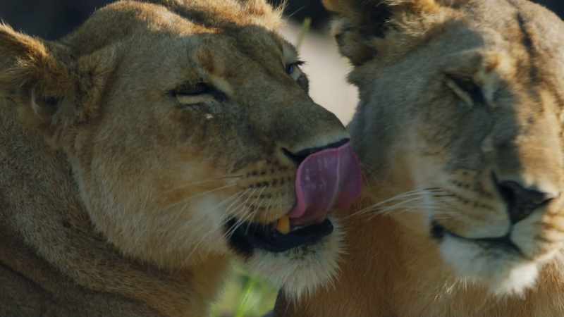 This extraordinary lioness has succeeded
