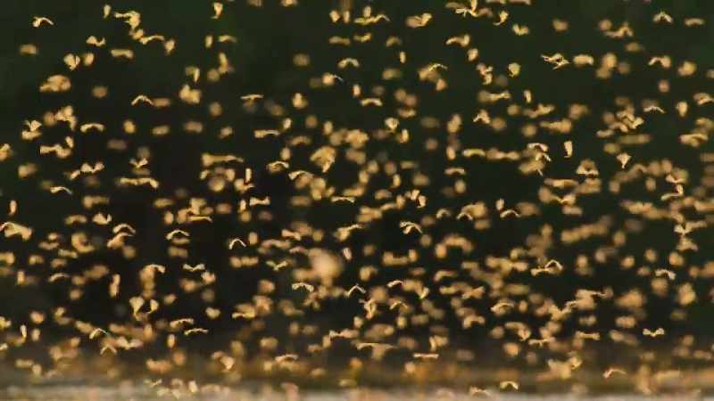 This extraordinary spectacle was once common in Eastern Europe
