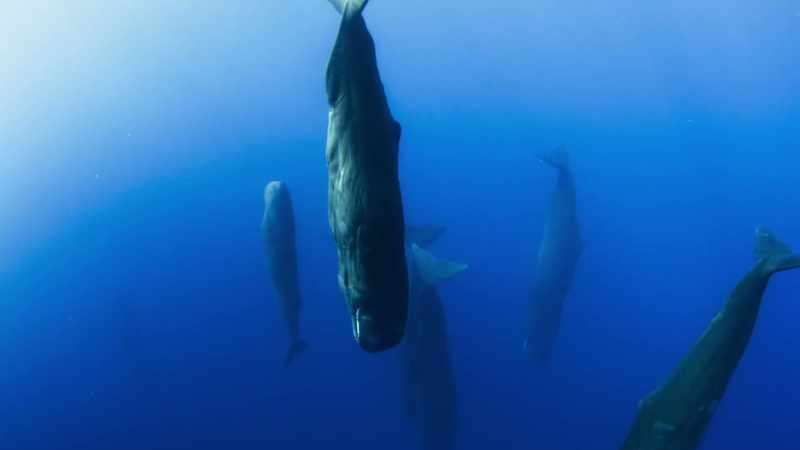 This family is resting between bouts of feeding
