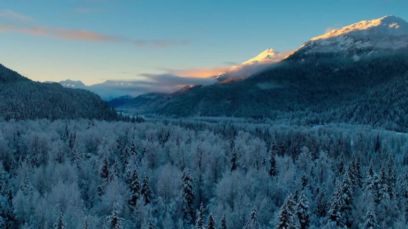This far north, the forest can support very few animals