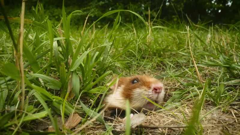 This female European hamster