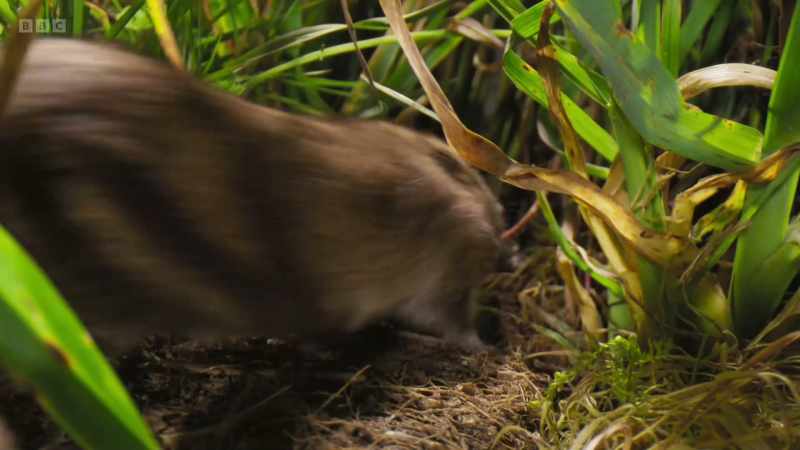 This female is in a hurry
