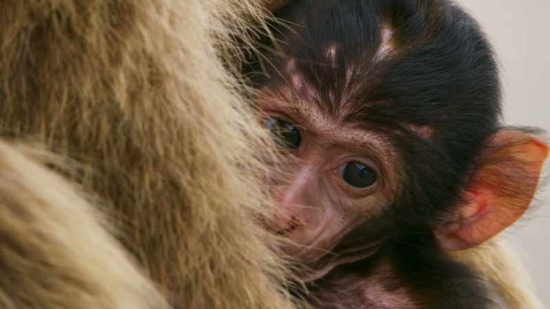This female has just given birth to her first baby