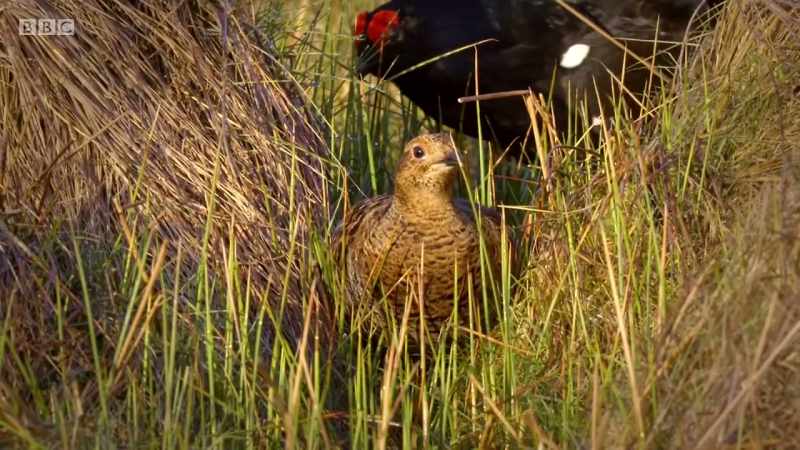 This female might look plain and drab