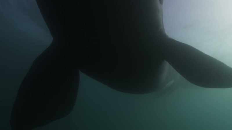 This female southern right whale is nearing the end