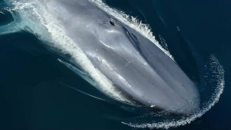This female will give birth only once every two or three years