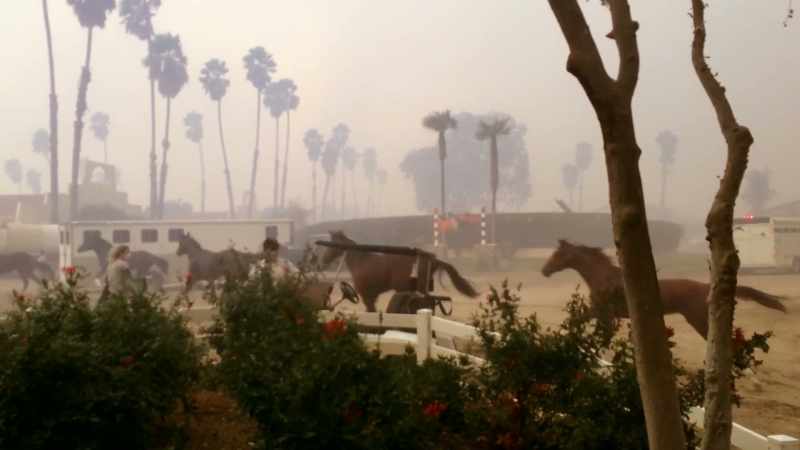 This fire happened so fast, hundreds of horses needed to be evacuated