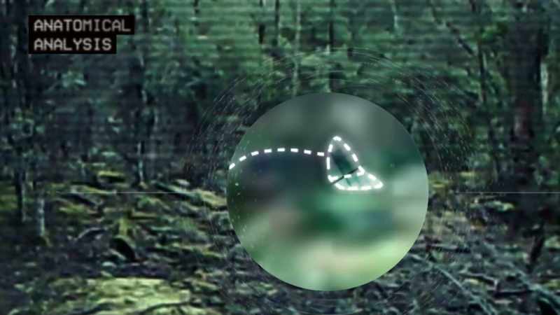 THIS FOOTAGE REVEALS THE LAST REMAINING SPECIMEN