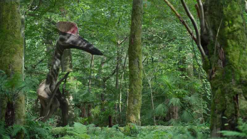 This forest, so rich in small creatures, is one of its regular hunting grounds