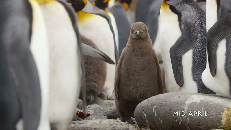 'This four-month-old king penguin chick
