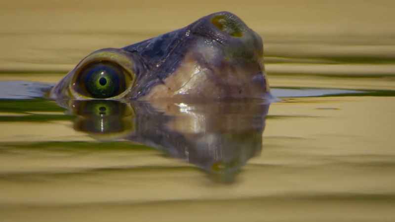 This giant Amazon river turtle is searching for the perfect beach