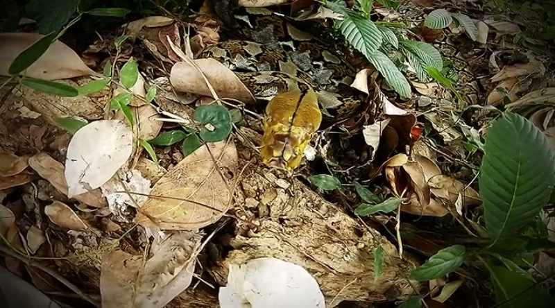 This giant snake ambushes its prey