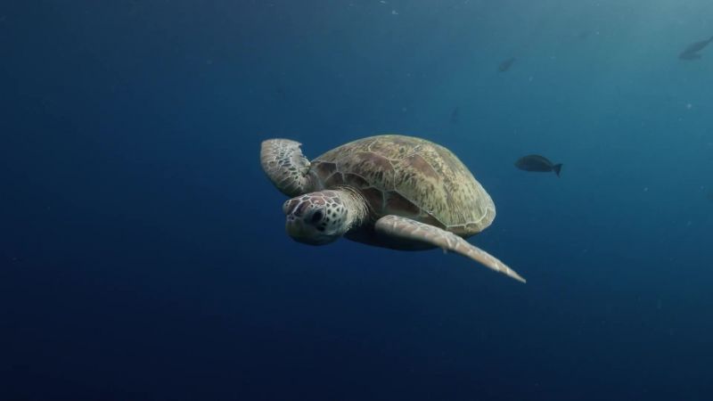 This green turtle has spent 30 years out here on her own