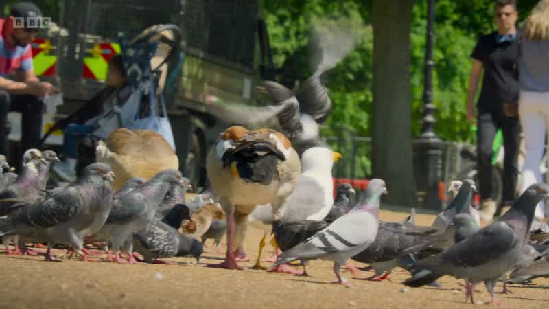 This gull isn't after bird seed