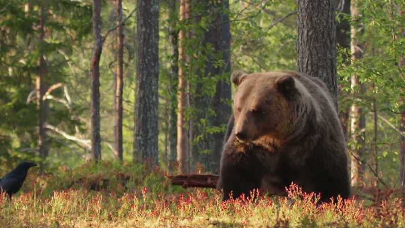 This hefty guy downs plants, chutes, and berries
