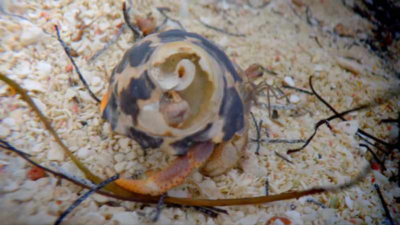 This Hermit crab is looking for a new home
