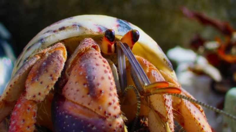 This hermit crab is looking for a new home