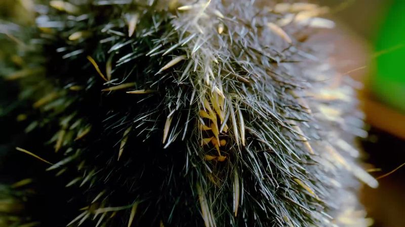 This high-frequency sound carries through the undergrowth