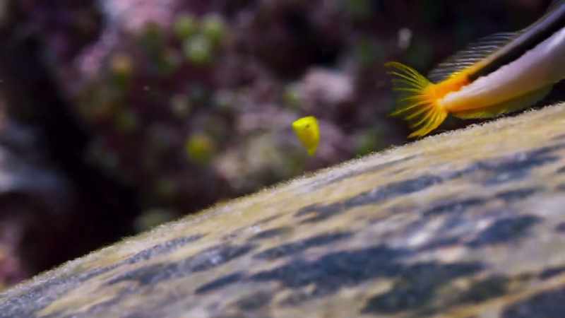 This is home to blennies