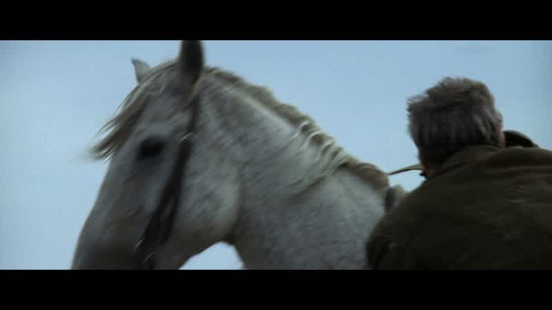 This horse and those hogs over there