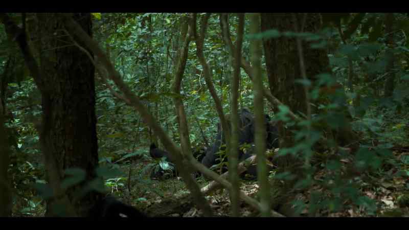 This is how chimp societies mix and remain healthy