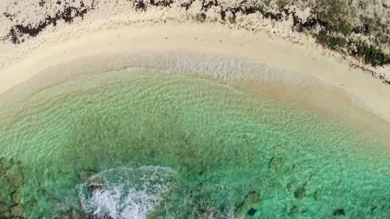 This is how many animals colonize new islands