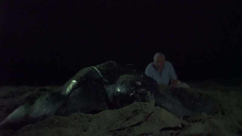 This huge leatherback turtle