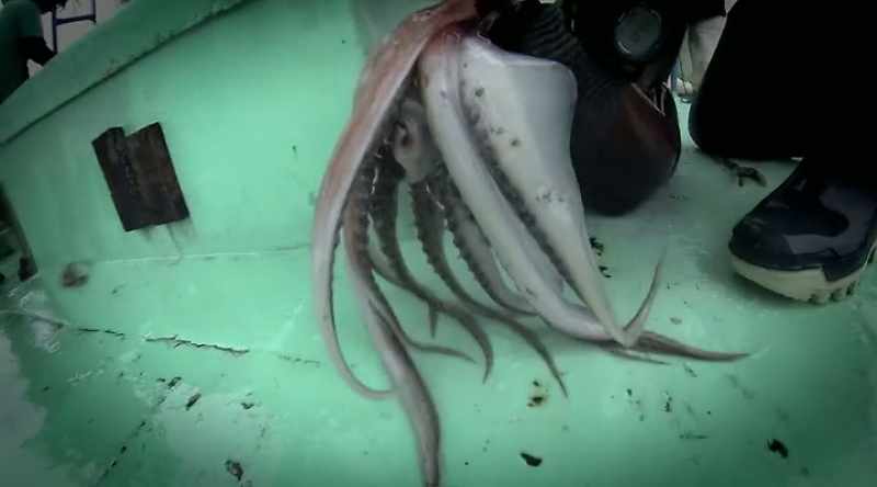 This humboldt squid has a powerful beak