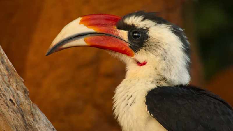 This hungry hornbill
