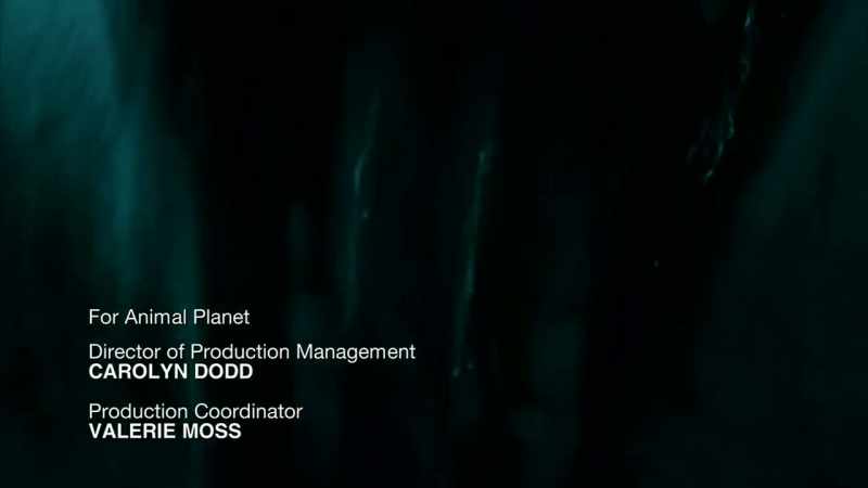 THIS, I BELIEVE, IS THEIR DOG-HEADED PIG MONSTER