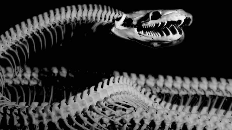 THIS IMMENSE SERPENT LIVED ON THE EQUATOR