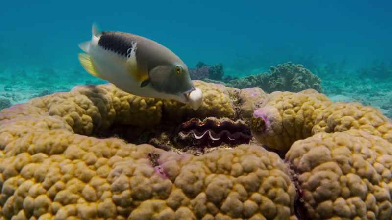 This ingenious tuskfish, for example
