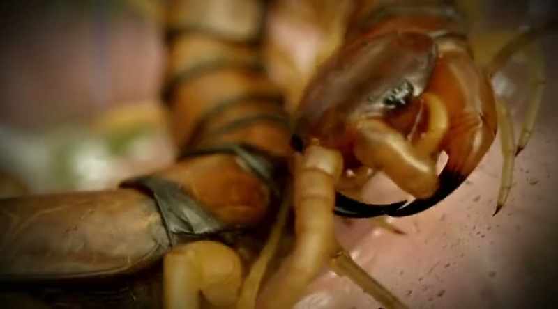 This invertebrate has extremely powerful jaws
