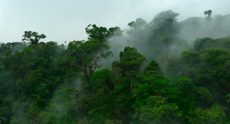 This is dense jungle