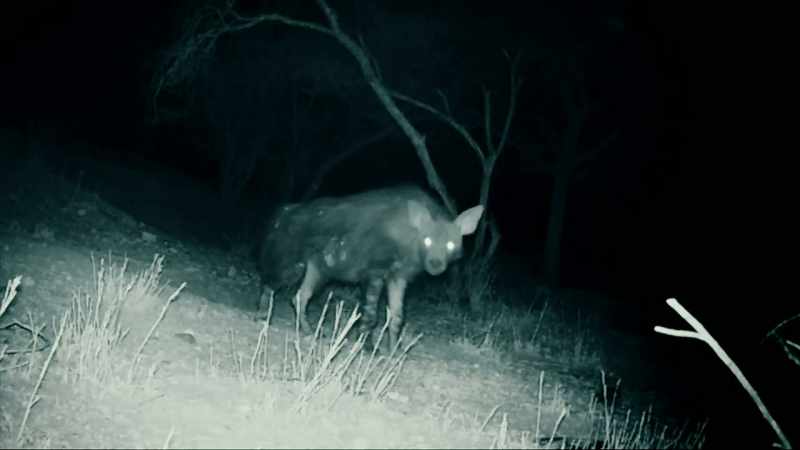 THIS IS THE WORLD'S RAREST HYENA