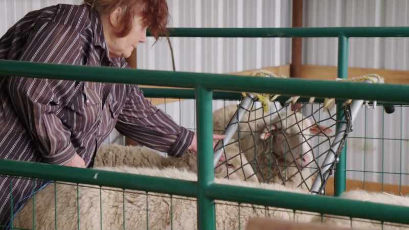 This lamb can't suck the traditional way