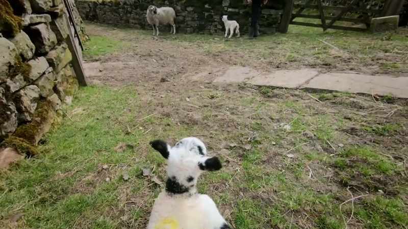 This lamb is heavy