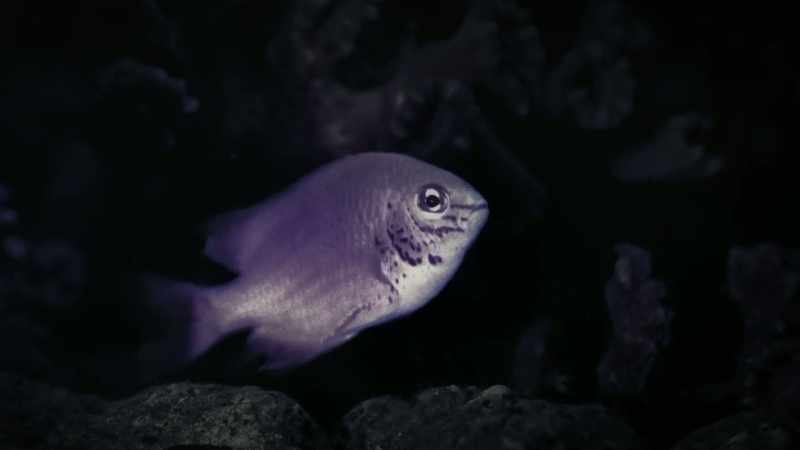 This lemon damselfish