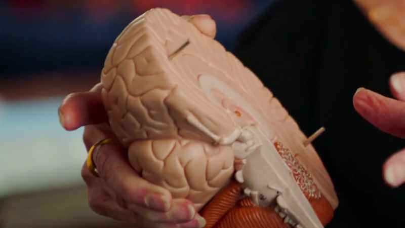 This limbic system has to do with food