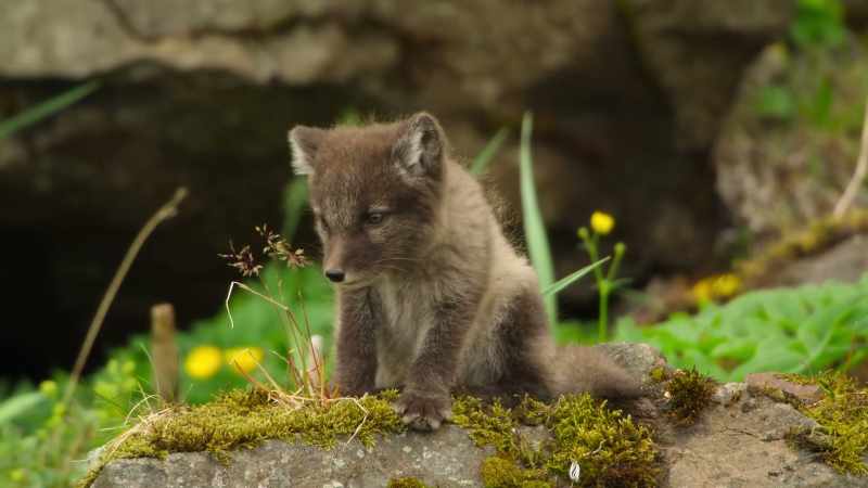 This little arctic fox pup is Silver