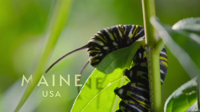 'This little caterpillar