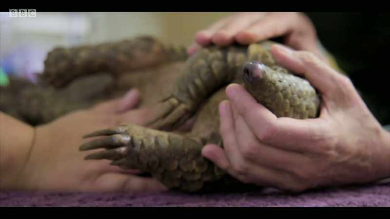 This little pangolin came in off the trade
