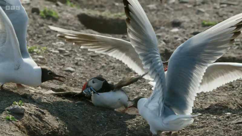 This little puffin is determined that these sand eels