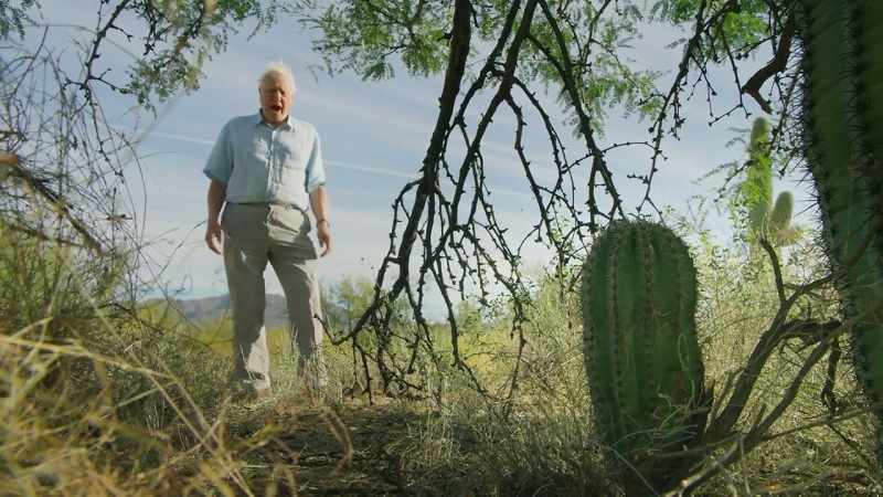 This little saguaro cactus is about ten-years-old