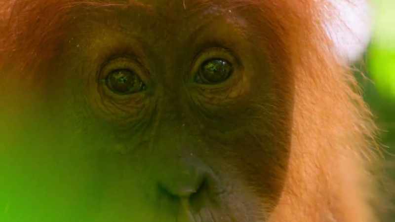 This long education has made orangutans