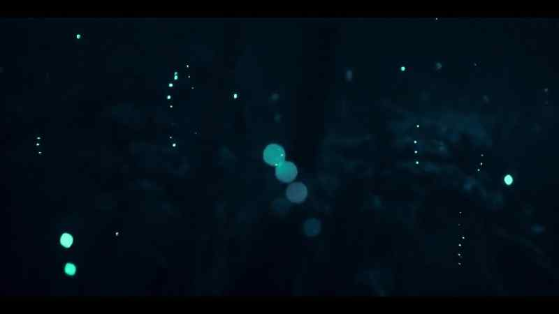 This magical light show is the synchronized mating display