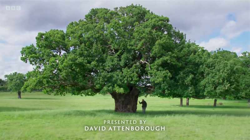 This magnificent oak is a very special tree for me