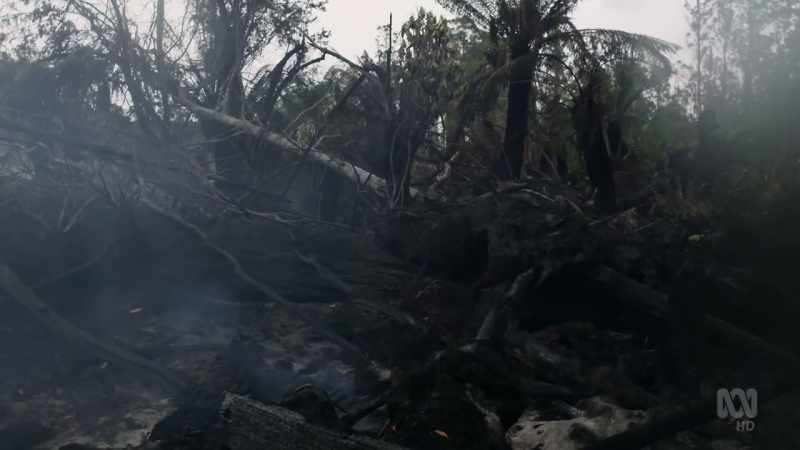 This makes sense in a dry habitat with regular fire