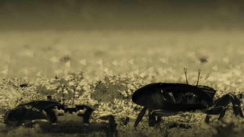 This makes them stand out against the mudflats