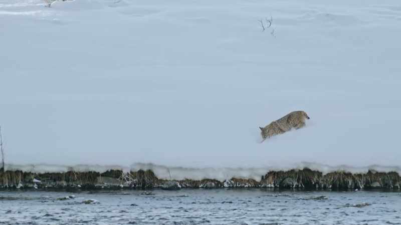 This male bobcat is another creature